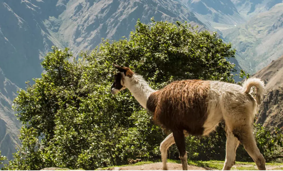llamas