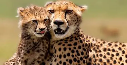 Adult Cheetah with her cub