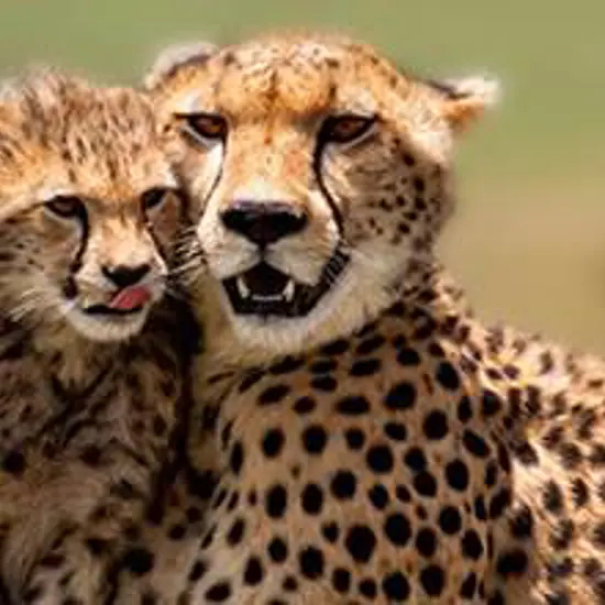 Adult Cheetah with her cub