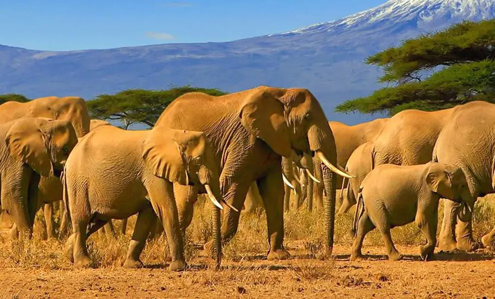 Elephants in the African Savannah, Tanzania