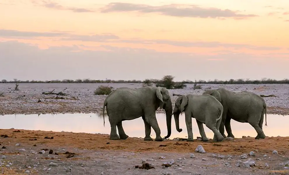 Elephants drinking in Namibia