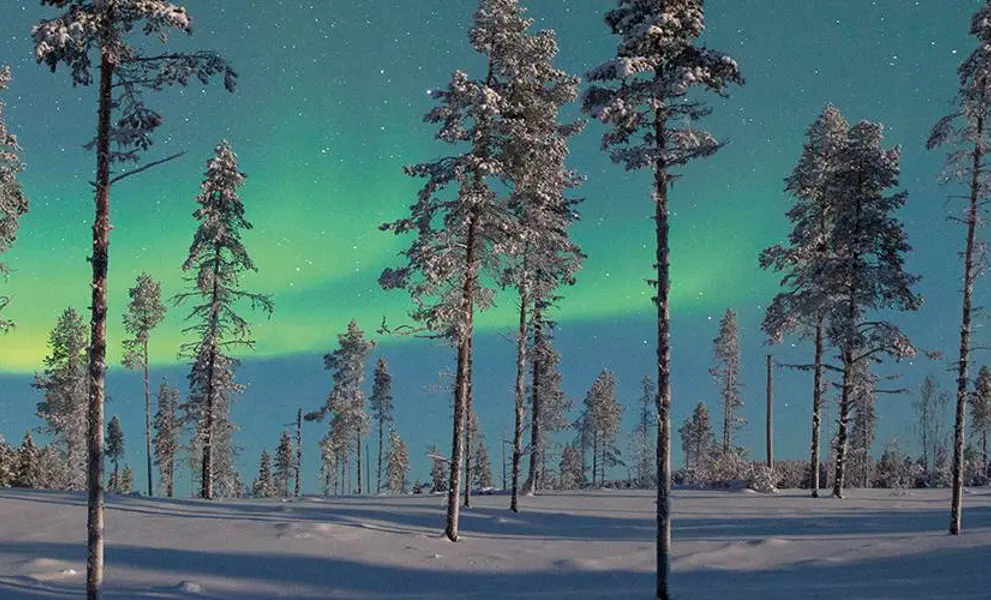 Northern Lights over a snowy forest