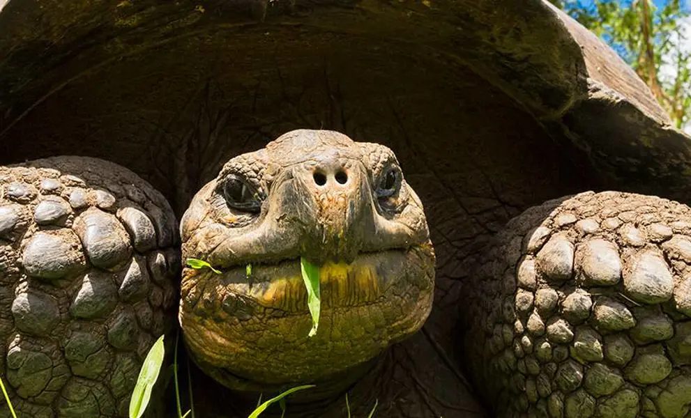Tortoise eating grass, Galapogos Islands