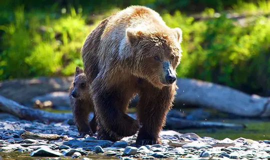 grizzly bear