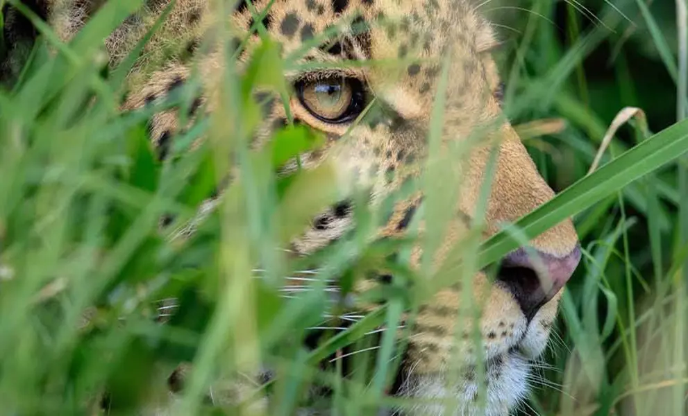 Leopard