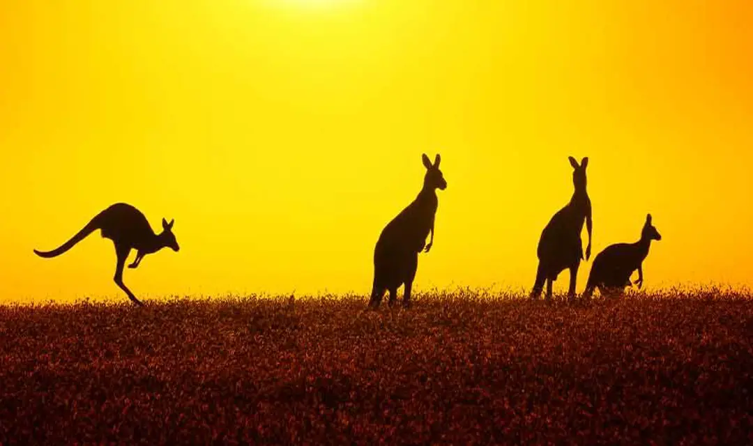 Kangaroo At Sunset
