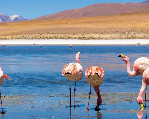 Flamingoes