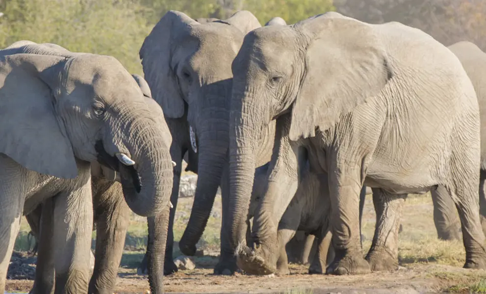 South Africa Elephants