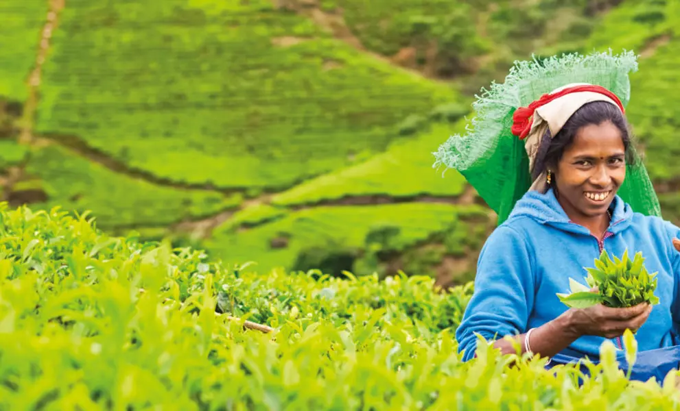 Sri Lanka Tea Planation