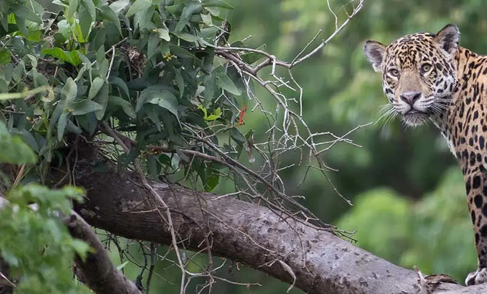 Jaguar, Costa Rica