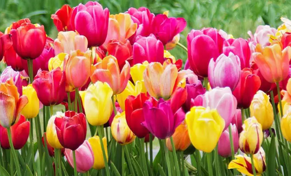 Tulip Garden