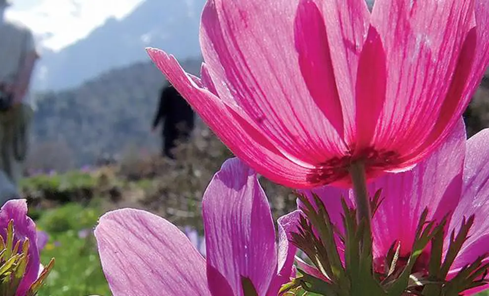 wildflowers of crete