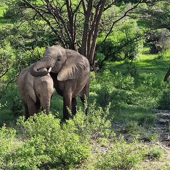 Samburu National Park Elephant And Baby