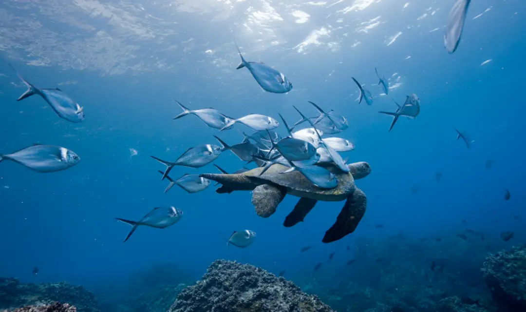 Sea Life Galapagos