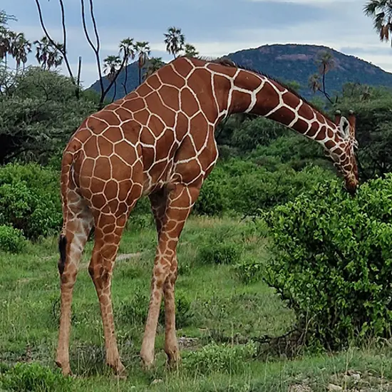 Samburu National Park Giraffe