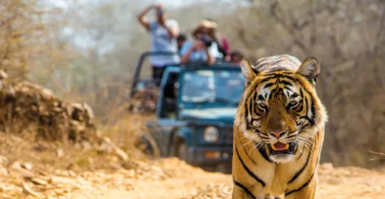Wildlife Banner