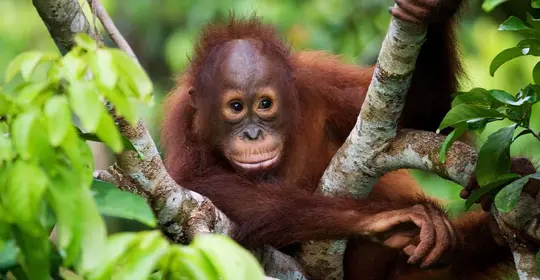 LBOR - Best of borneo banner.jpg